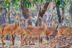 Discovering Wildlife Without Disturbing It