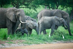 Discovering Wildlife Without Disturbing It