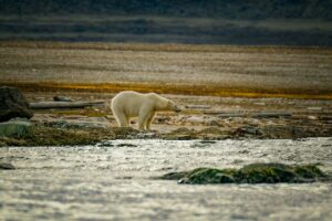 Discovering Wildlife Without Disturbing It