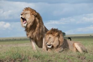 Discovering Wildlife Without Disturbing It