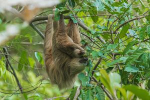 Discovering Wildlife Without Disturbing It