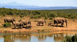 Discovering Wildlife Without Disturbing It