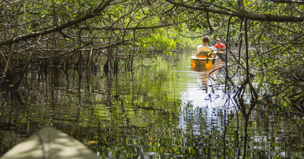 Shutterstock Kayaking in mangrove tunnels in Everglades National park, Florida, USA