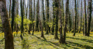 Kolkheti National Park in Georgia in early spring
