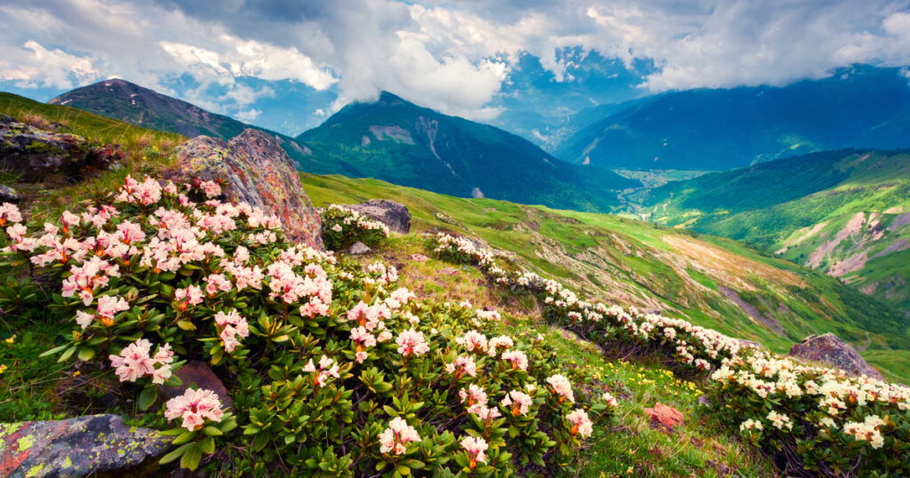 Shutterstock Blooming white rhododendron flowers in the Caucasus mountains in June