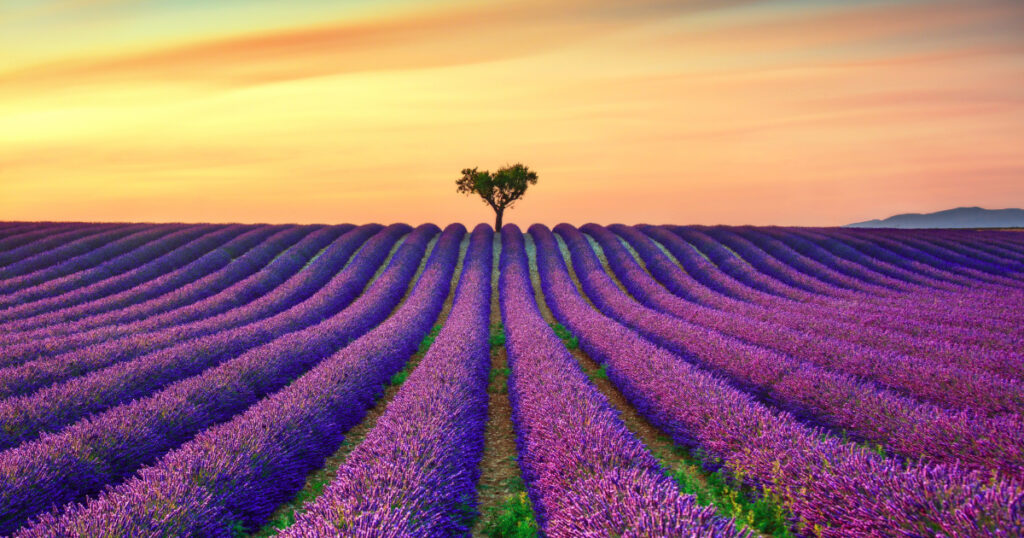 Shutterstock Lavender flowers blooming field, lonely trees uphill on sunset. Valensole, Provence, France, Europe.