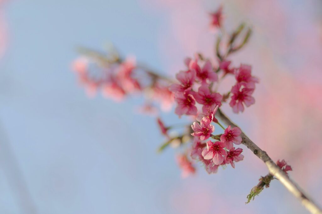 cherry blossoms