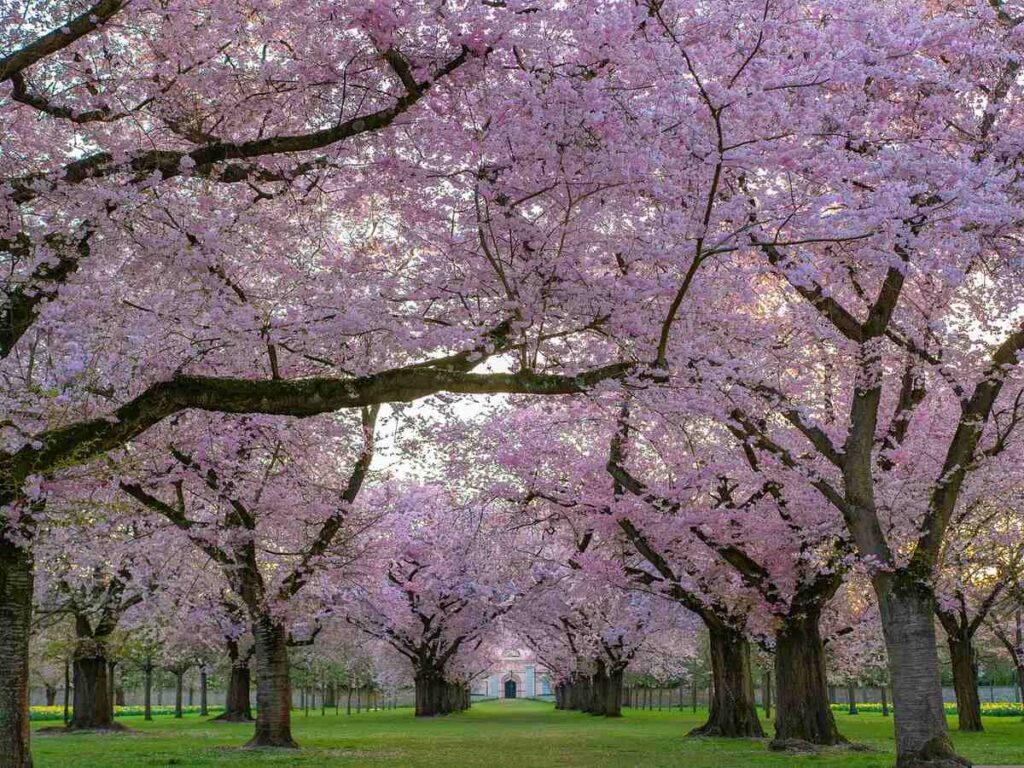 cherry blossoms