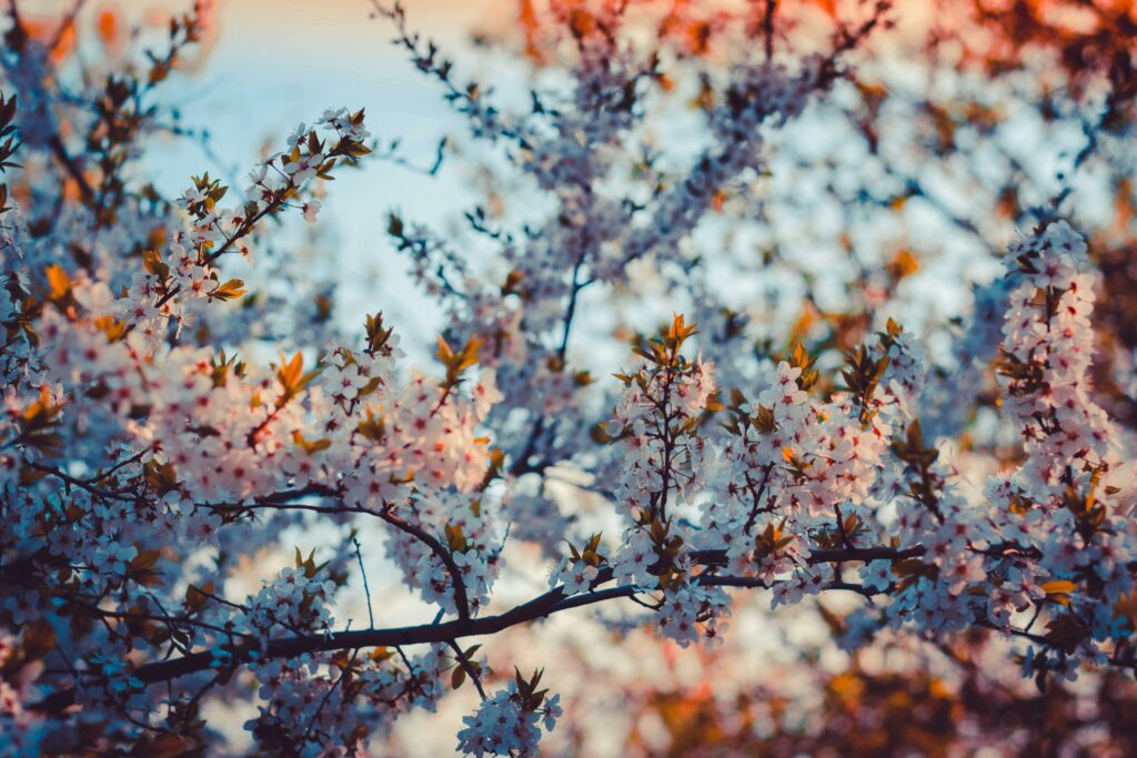 cherry blossoms