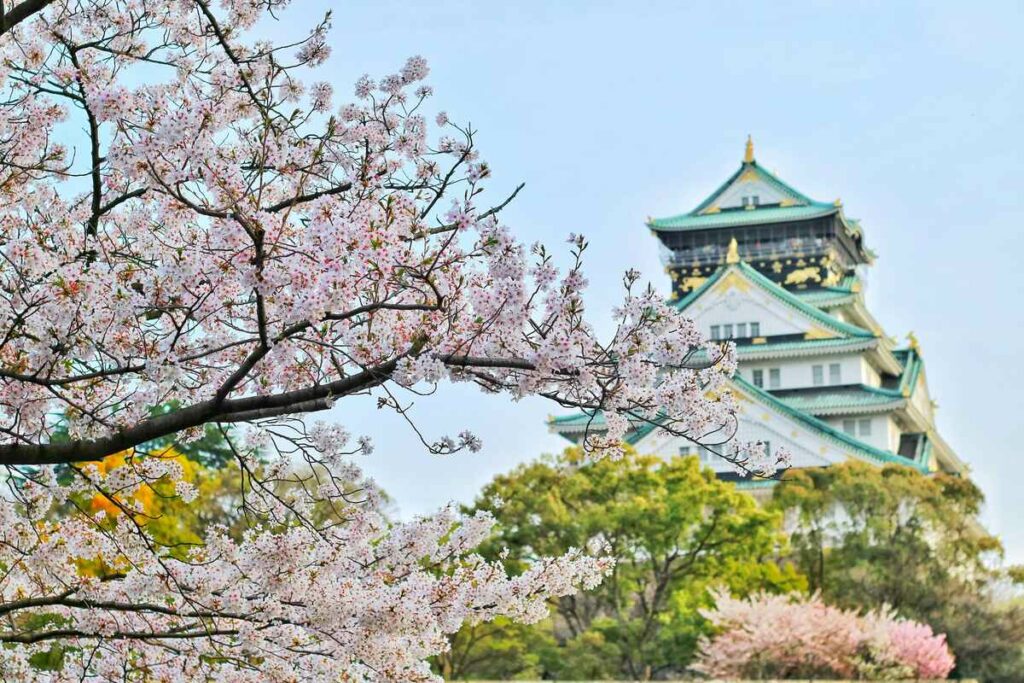 cherry blossoms