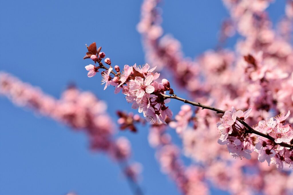 cherry blossoms