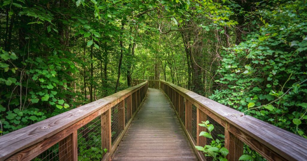 Shutterstock Boardwalk trail at Congaree National Park in central South Carolina, USA