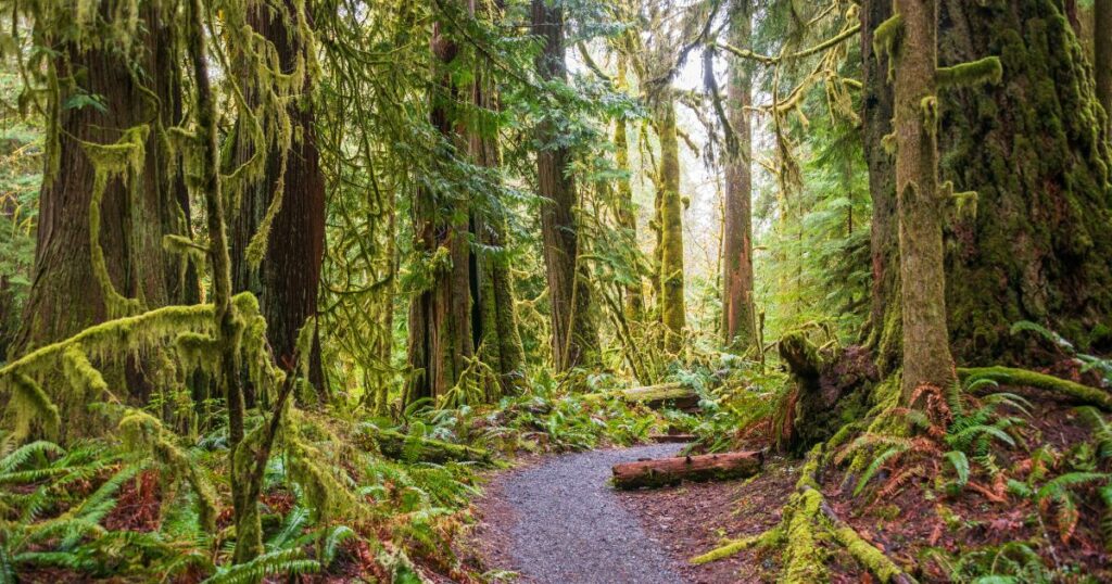 Shutterstock The Marymere Falls Trail in Olympic National Park, USA