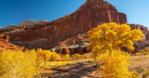 USA, Utah, Capitol Reef National Park. The Castle rock formation and trees in autumn yellow.