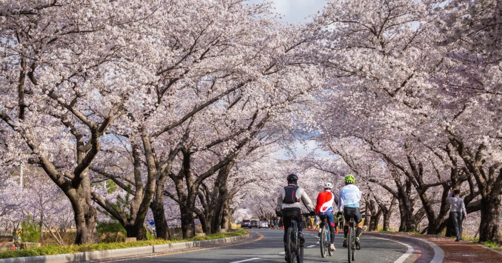 Shutterstock Beautiful cherry blossom tunnel and cherry trees on both sides of the road in Gyeongju, South Korea