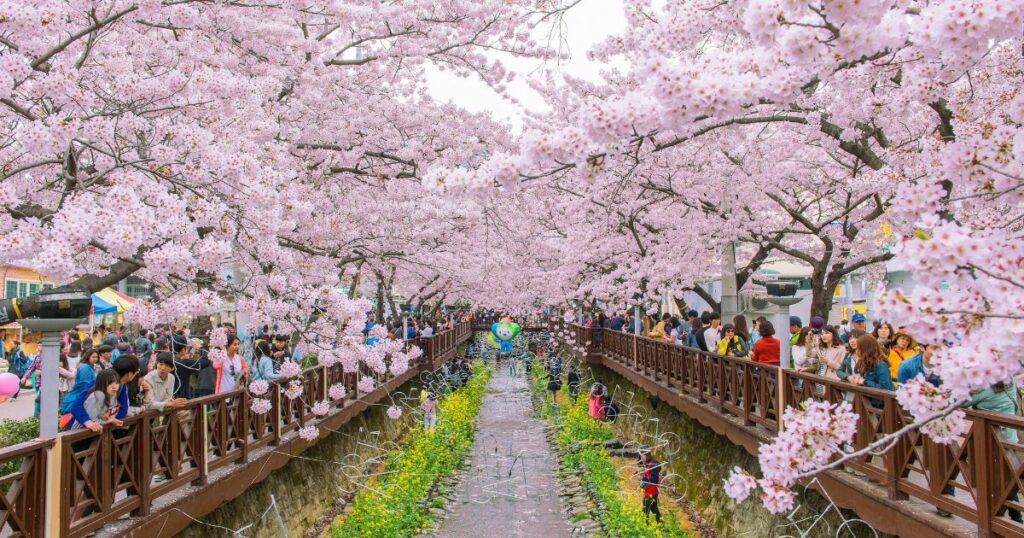 Shutterstock Jinhae Gunhangje Festival, the largest cherry blossom festival in Korea