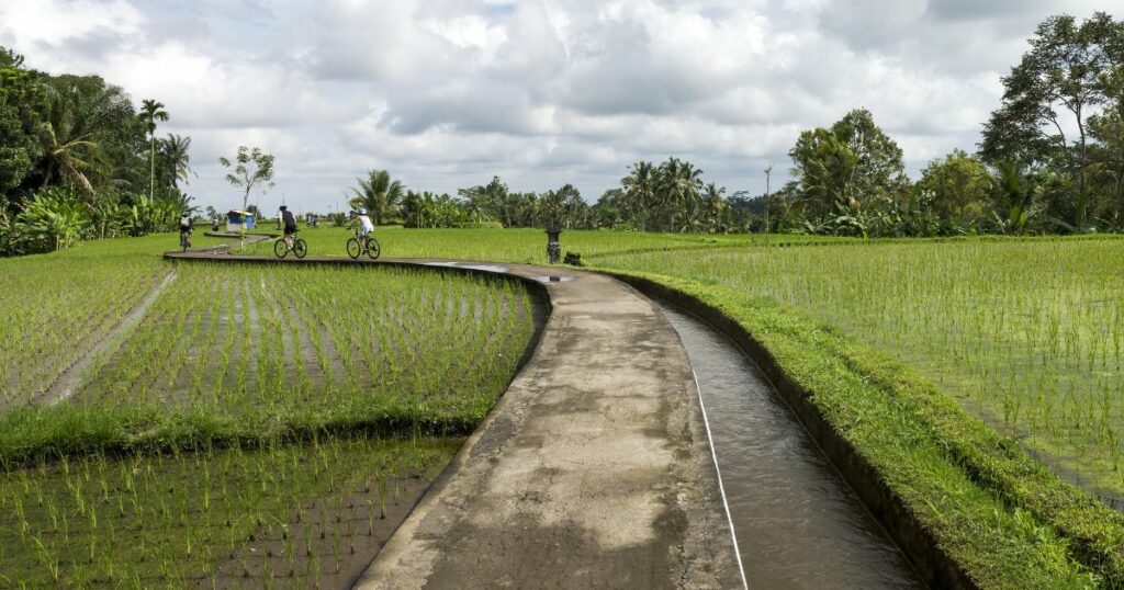 Shutterstock Tourists cycle along the pavement of a paddy field at Ubud, Bali