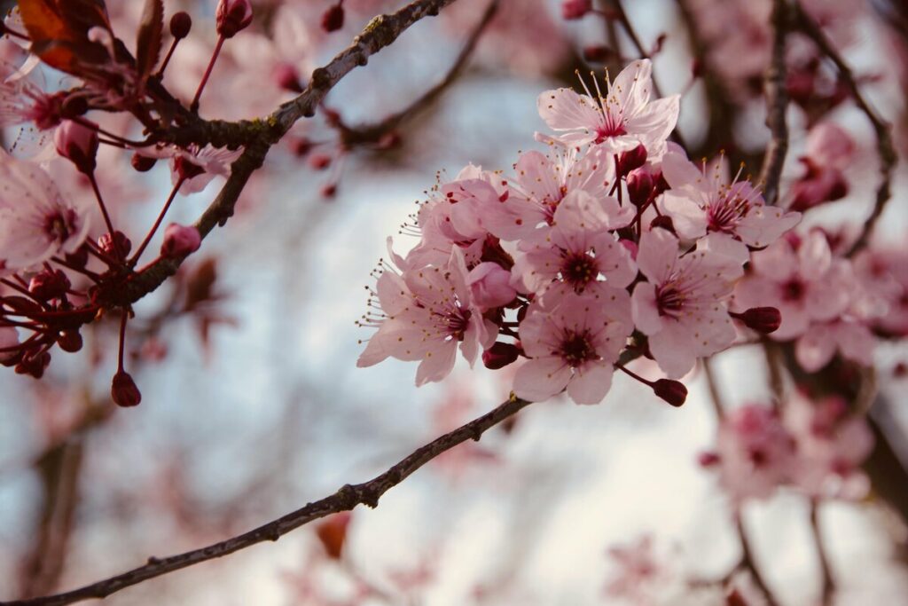 cherry blossoms