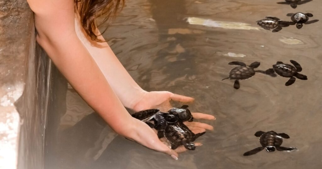 Shutterstock Girl holds small turtles in her hands, Sea Turtles Conservation Research Project Center in Bentota, Sri Lanka.