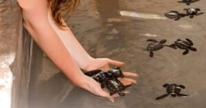 Girl holds small turtles in her hands, Sea Turtles Conservation Research Project Center in Bentota, Sri Lanka.