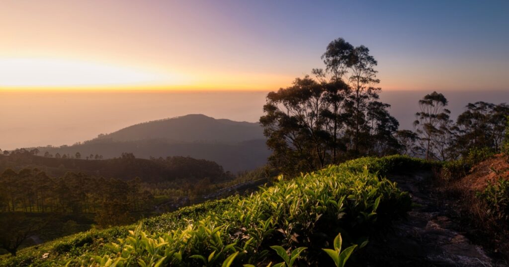 Shutterstock Beautiful sunrise over hills with tea plantations in Sri Lanka.
