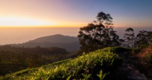 Beautiful sunrise over hills with tea plantations in Sri Lanka.