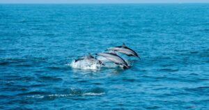 Photos of playful spinner dolphins in the Indian Ocean near Mirissa, Sri Lanka, showcasing their acrobatic spins
