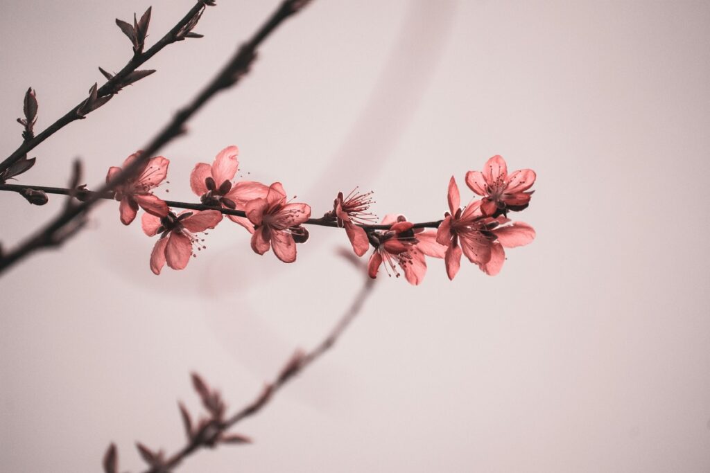 cherry blossoms