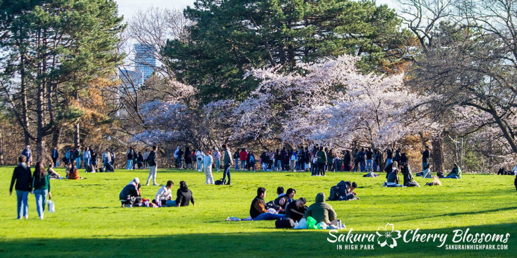 cherry blossoms
