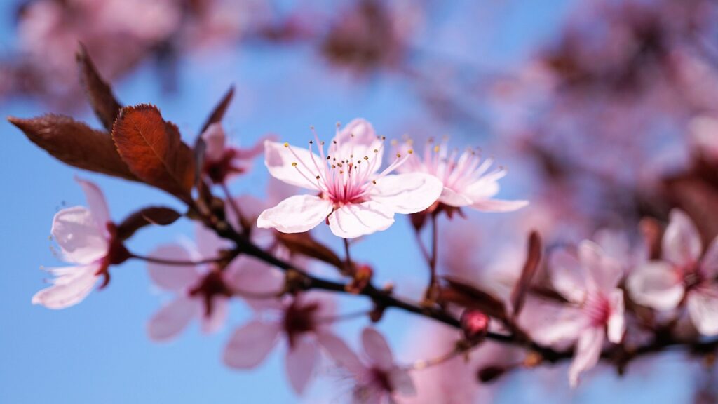 cherry blossoms