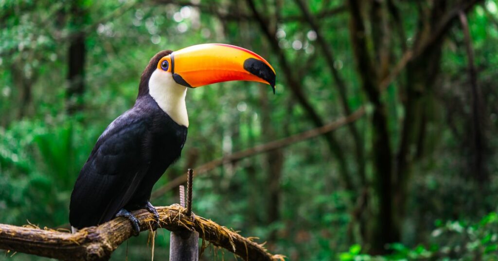 Shutterstock Toucan tropical bird sitting on a tree branch in natural wildlife environment in rainforest jungle