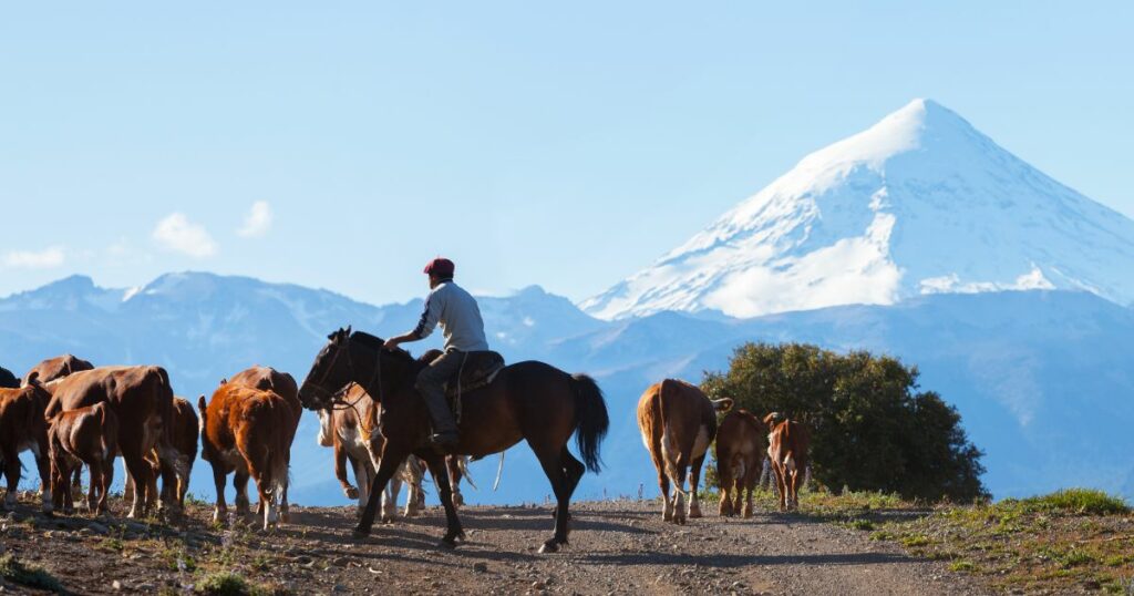 Shutterstock Gauchos and herd of cows on the background the volcano Lanin, Patagonia, Argentina