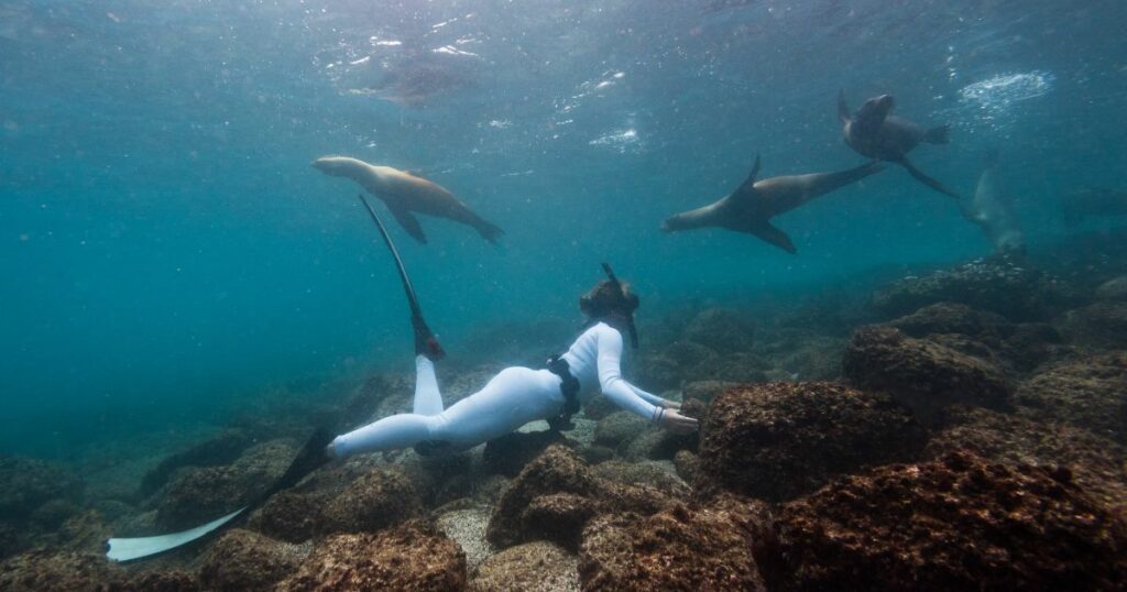 Shutterstock A group of playful sealions swims around a snorkeler in the waters around the Galapagos islands