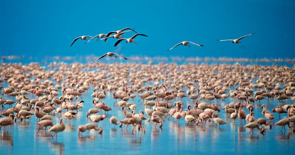 Shutterstock Flamingos in Lake Manyara, Tanzania