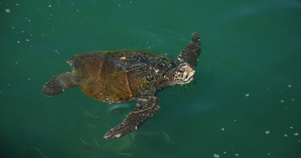 Shutterstock Sea turtle on the beach Ñuro in Piura