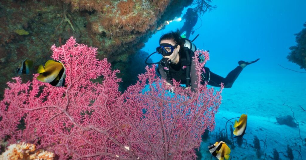 Shutterstock Female scuba diver looking at a colorful fan coral in the Indian Ocean, Maldives