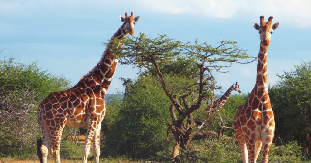 Shutterstock Giraffe Blue Sky Laikipia County Kenya