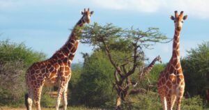 Giraffe Blue Sky Laikipia County Kenya