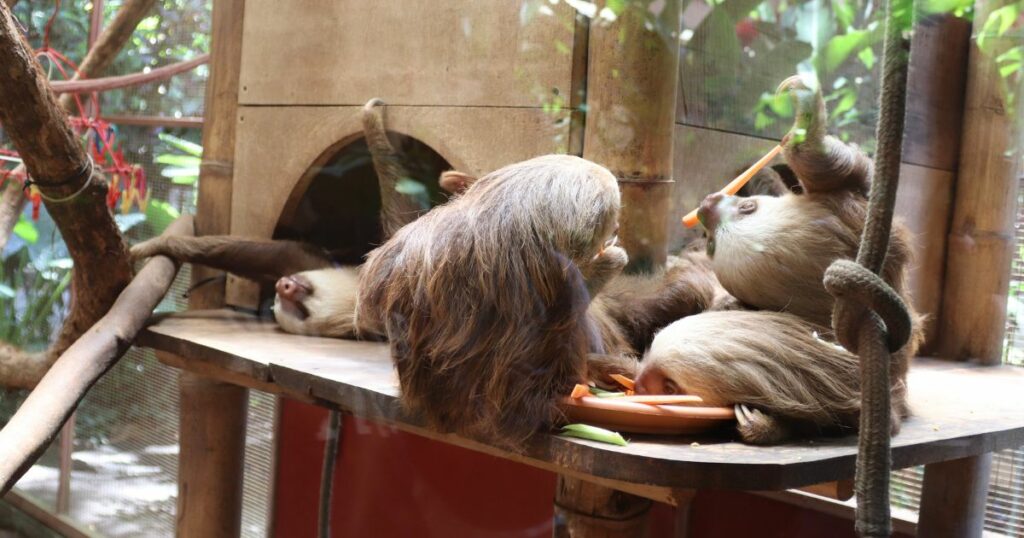Shutterstock A group of young two-toed sloths eat carrots, while another sloth in the background stretches its arms