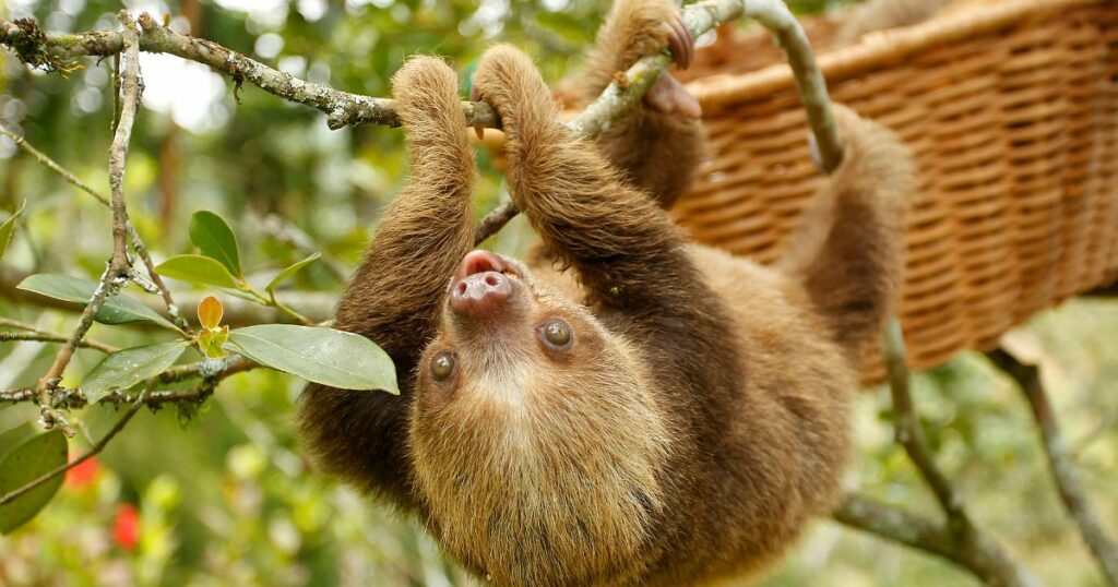 Shutterstock Sloth in an animal rescue center feed on a tree