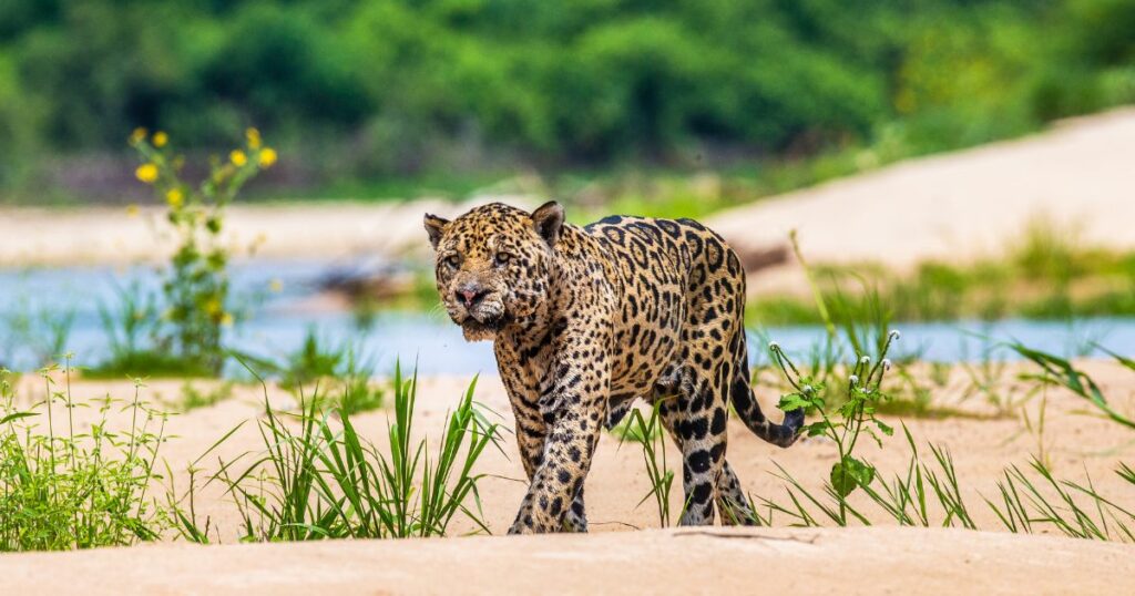 Shutterstock Jaguar walks along the sand along the river
