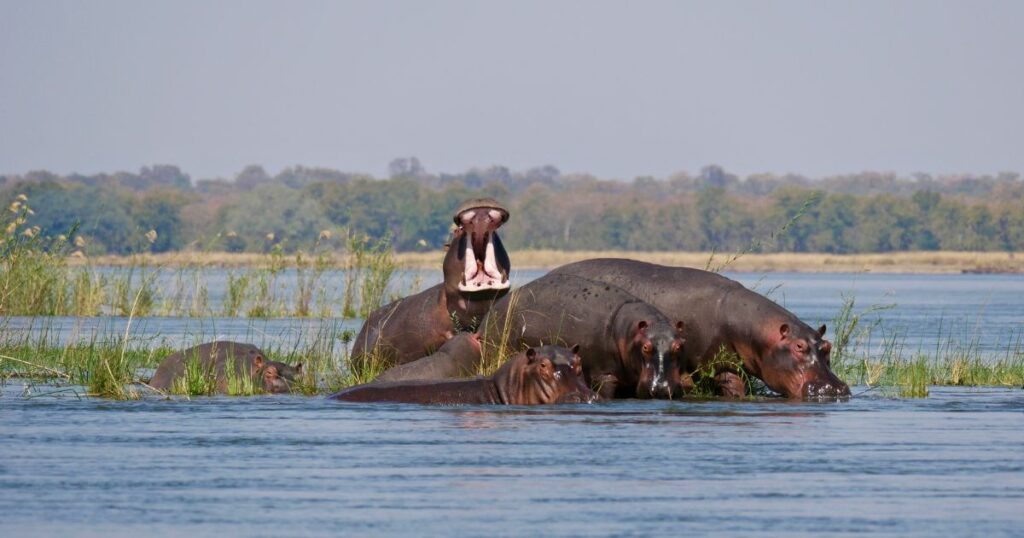 Shutterstock Hippos in Lower Zambezi river, Zambia