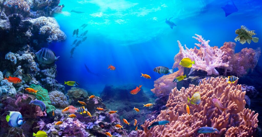 Shutterstock Beautiful coral reef