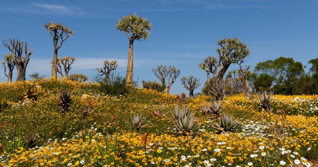 Shutterstock Multi-color, bright wild flowers and quiver trees of late autumn and spring in Namaqualand, South Africa
