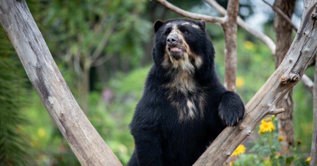 Shutterstock Bear with glasses , spectacled bear, standing holding the trunk of the tree. Tremarctos ornatus