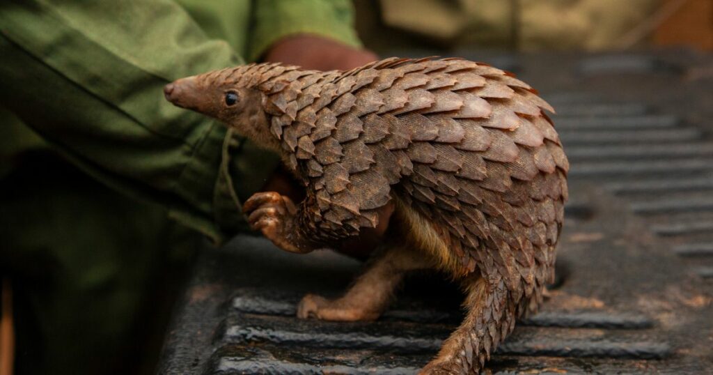 Shutterstock Rescued white bellied pangolin with rangers