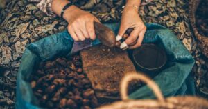 Moroccan woman selecting argan fruits to extract argan oil with the traditional way. Souss Massa, Morocco.