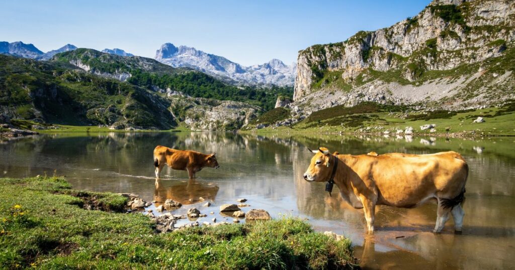 Shutterstock Cows around lake Ercina in Covadonga, Picos de Europa, Asturias, Spain