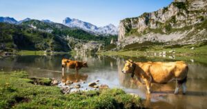 Cows around lake Ercina in Covadonga, Picos de Europa, Asturias, Spain