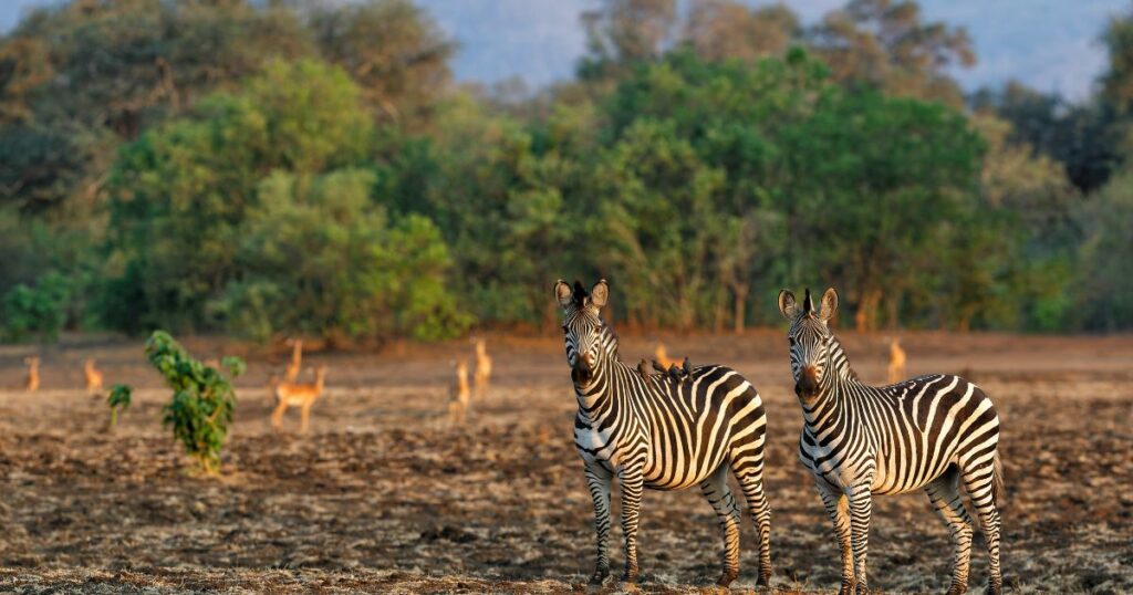 Shutterstock Zebra in the forest of Mana Pools National Park in the dry season in Zimbabwe